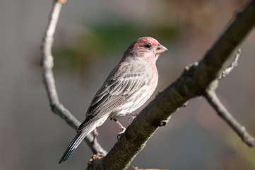 House Finch