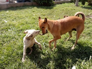 A mother street dog and her child playing with a bone on the grass