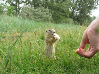 gopher