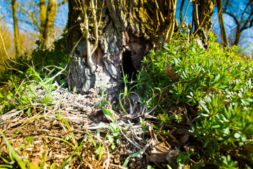 Fototapete bei efototapeten.de bestellen   