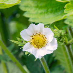 White strawberry flower with green leaves on garden bed