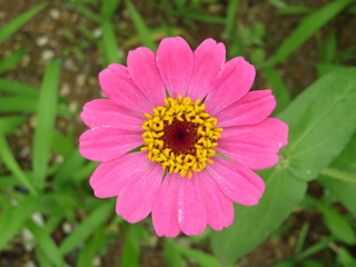 Closeup of a bright pink zinnia bloom