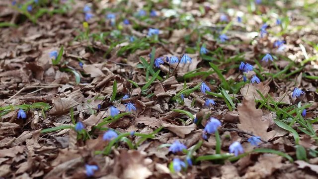 Blue Snowdrops