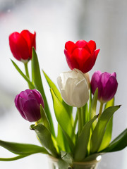 Tulip flowers in the light