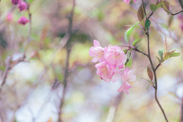 咲き始めたハナカイドウ