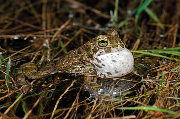 croaking green toad / rufende Wechselkröte (Bufotes viridis)