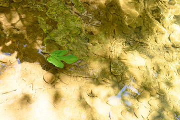 a fallen green leaf of a wild Fig tree floats in the water