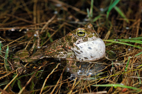 croaking green toad / rufende Wechselkr&ouml;te (Bufotes viridis)