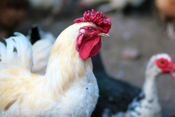 Beautiful rooster in the chicken coop. Domestic bird. Farm