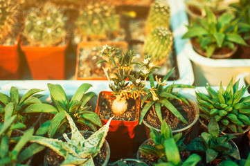 Succulents, echeveria kalanchoe succulent house plants. Succulents grown in greenhouses in the sun....