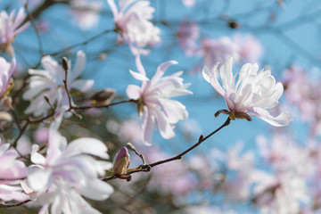 満開の紅コブシ