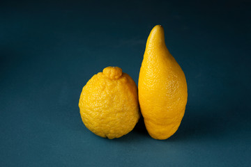 Two ugly lemons in a row on a dark blue textured background. Lumpy and elongated. Closeup. The...