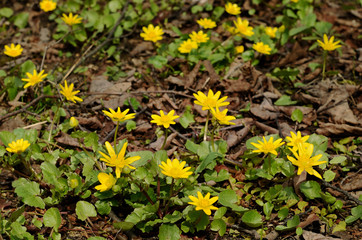 Yellow buttercups flowers in spring forest