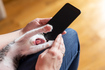 Woman using a smart phone and holding kitten