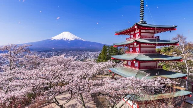 桜舞う新倉山浅間公園+舞い散る桜の花びらのCG / Scenery of "Arakurayama Sengen Park" where cherry blossom petals fly around. Synthetic motion of petals by computer graphics.