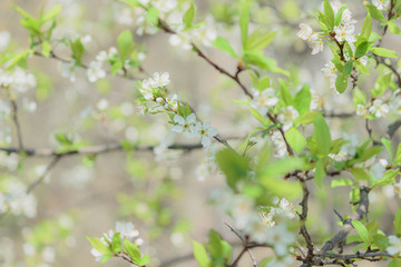 リンゴの花