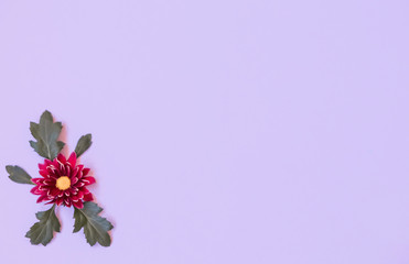 Flower bud with red petals and green leaves on a purple background.
