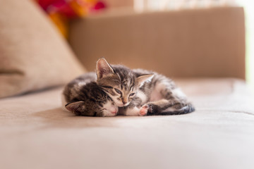 Kittens sleeping on the sofa