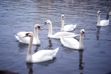 Closeup of group of swans swimming in Vltava river in dusk. Blue water of river in twilight with a lot of birds swans. Swans in Prague, Czech Republic