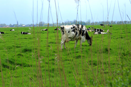 Grasende K&uuml;he an der Nordsee bei Fedderwardersiel