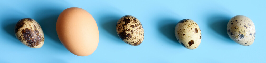 several quail eggs and one chicken egg on a blue background. a regular pattern. space for text. banner