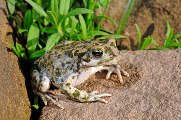 Wechselkröte (Bufotes viridis) mit Pigmentstörung, Bonn, Deutschland - Green toad (Bufotes...