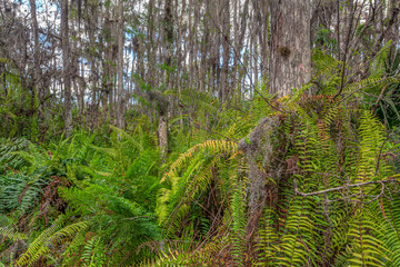 Everglades in Southern Florida