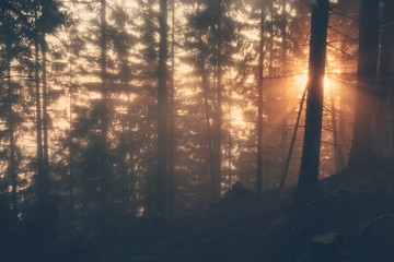 Sunlight through the forest on a foggy spring morning.
