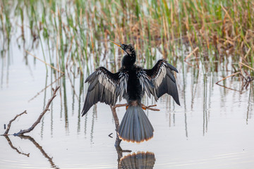 anhinga, Anhinga anhinga