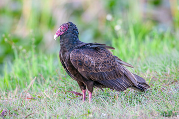 turkey vulture,Cathartes aura