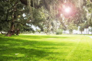 Green spring park with fresh grass, trees, palms. Beautiful nature background