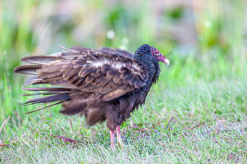 turkey vulture,Cathartes aura