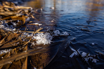 autumn leaves in water