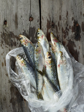 group of fresh sardines partly in plastic bag from market 