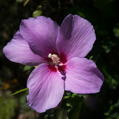 Hibiskusblüte © Guenther