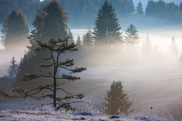 Wonderful Alpine landscape of autumn foggy morning. Seiser Alm, Alpe di Siusi with Langkofel mountain at sunrise, Alto Adige, South Tyrol, Italy, Europe.
