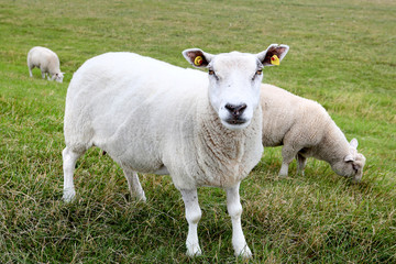 Obraz na płótnie Canvas Geschorene Schafe auf der Weide