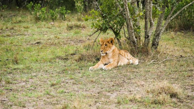 Wide shot of a African Lion cub near a tree
