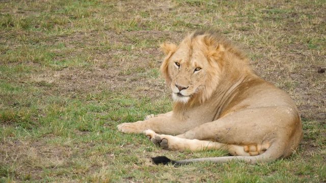 Male African Lion resting on ground