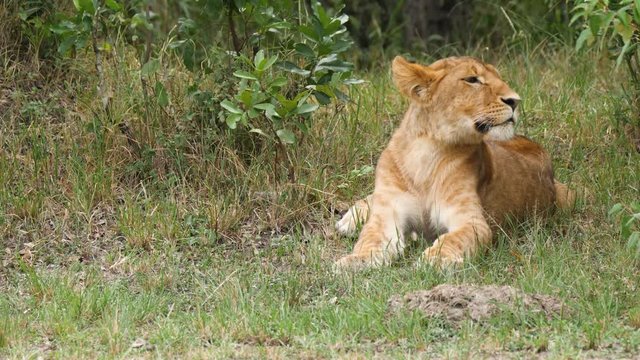Mid Shot of a African Lion cub near a tree