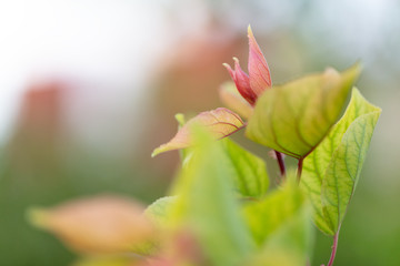 Apricot leaves in blossom