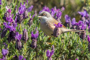 A spectacled warbler (Sylvia conspicillata) in a bush.