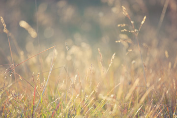 Golden light of summer morning on the meadow. Rural summer nature background