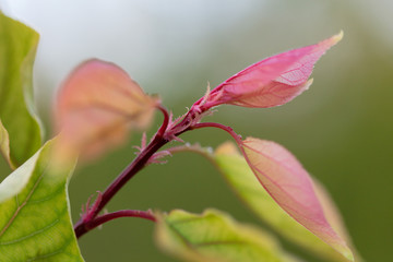 Apricot leafs in blossom