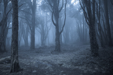 Fototapeta na wymiar Spooky misty foggy dark forest at night