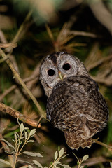 A tawny owl (Strix aluco)