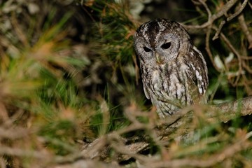 A tawny owl (Strix aluco)