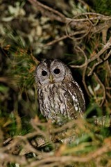 A tawny owl (Strix aluco)