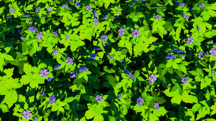 Colorful Flowers and Plants Outdoor Background, 3D Rendering