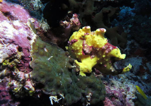 Warty frogfish Antennarius maculatus Pescador island Cebu Philippines